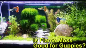 Is Flame Moss Good for Guppies