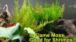 Is Flame Moss Good for Shrimps