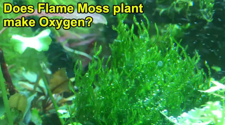 Does Flame moss plant make Oxygen