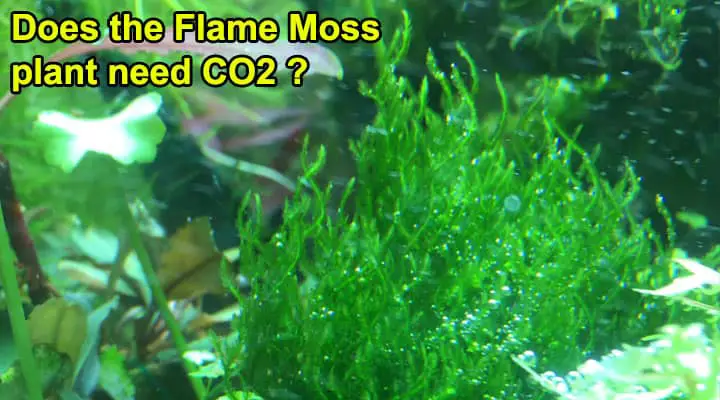 Flame Moss Need CO2