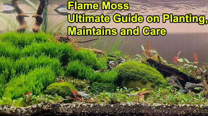 Flame Moss Ultimate Guide