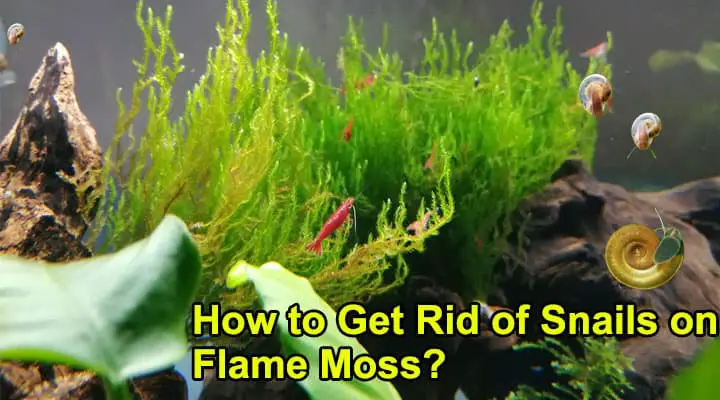 How to Get Rid of Snails on Flame Moss?