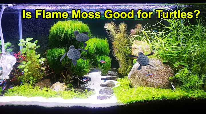 Is Flame moss good for Turtles