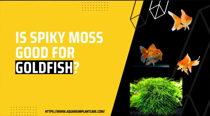 Spiky Moss Good for Goldfish