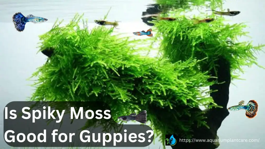 Is Spiky Moss Good for Guppies?