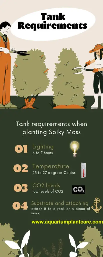 Spiky Moss Tank Requirement