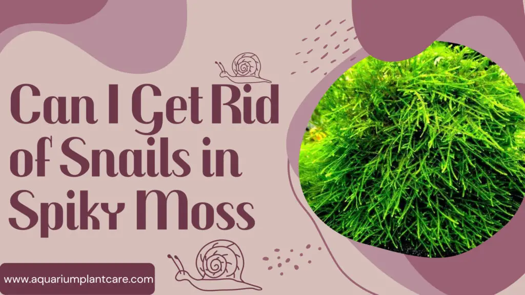 Can I Get Rid of Snails in Spiky Moss