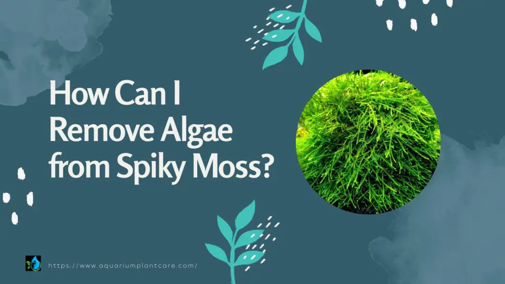 How Can I Remove Algae from Spiky Moss?