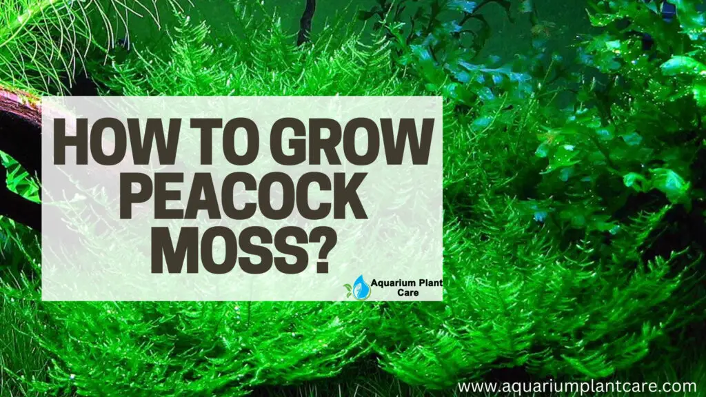How to Grow Peacock Moss