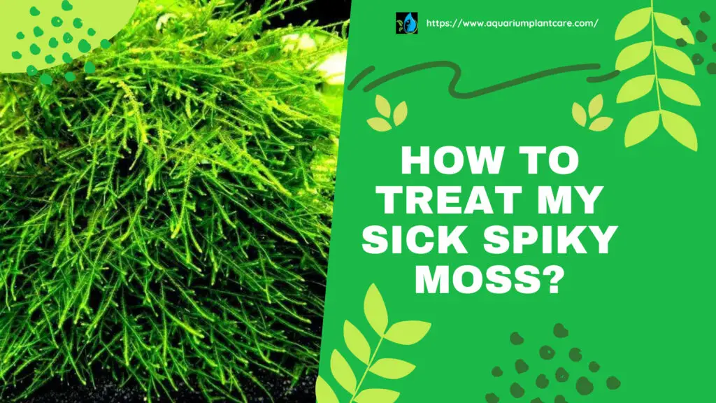 How to Treat My Sick Spiky Moss