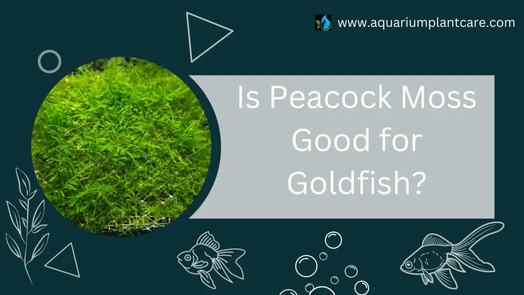 Is Peacock Moss Good for Goldfish?