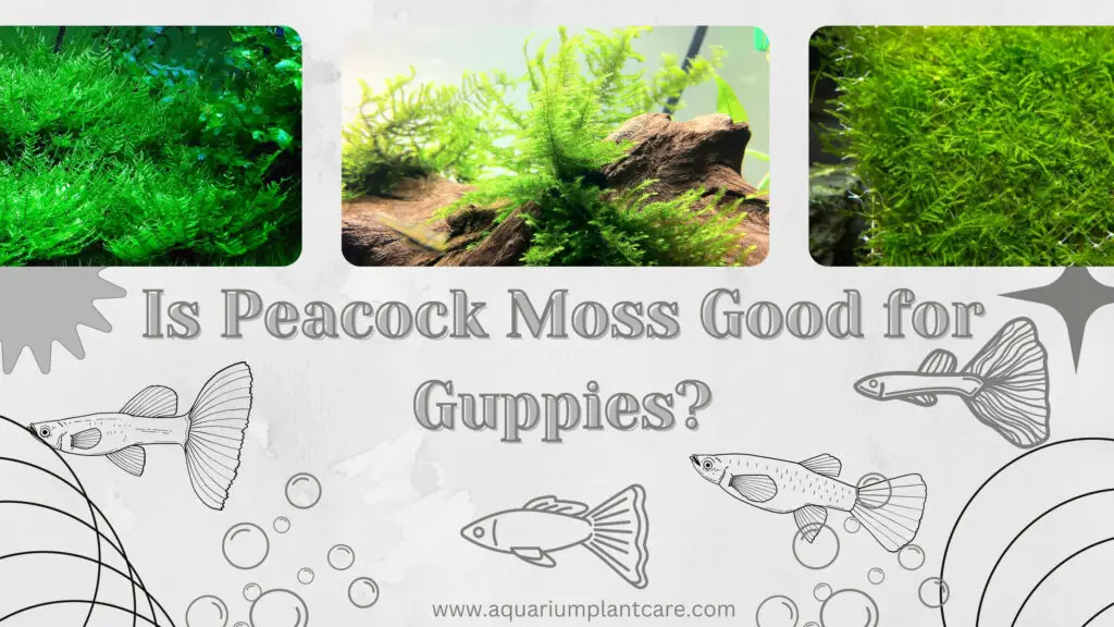 Is Peacock Moss Good for Guppies?