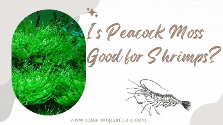 Is Peacock Moss Good for Shrimps