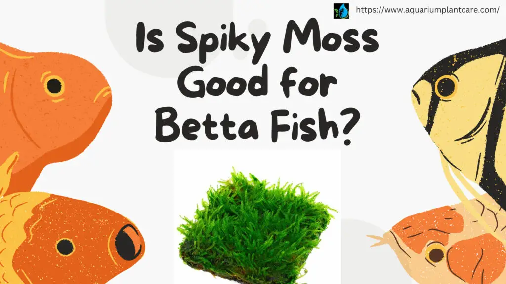 Is Spiky Moss Good for Betta Fish?