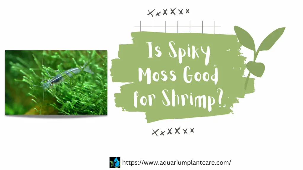 Is Spiky Moss Good for Shrimp