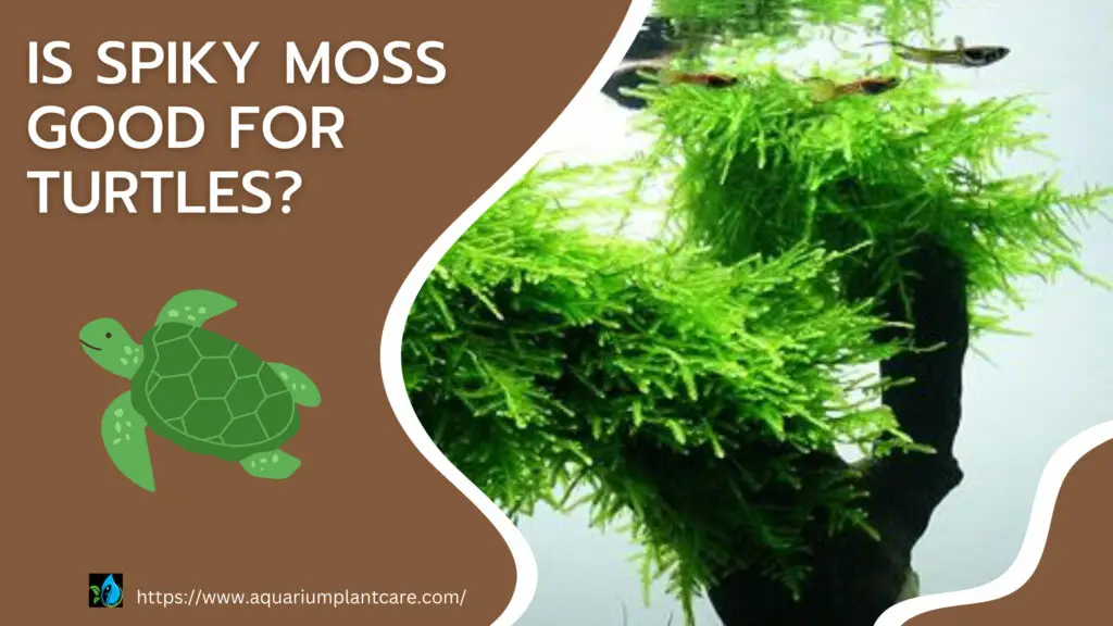 Is Spiky Moss Good for Turtles