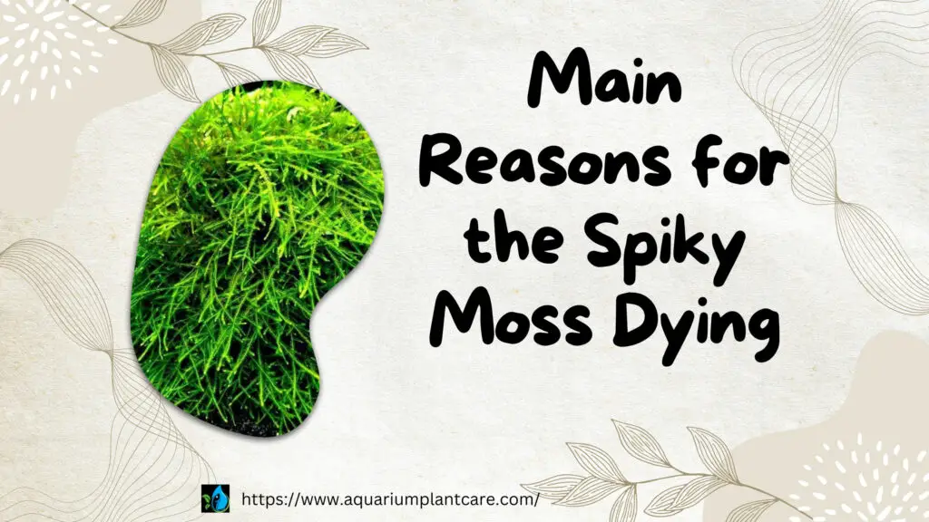 Main Reasons for the Spiky Moss Dying