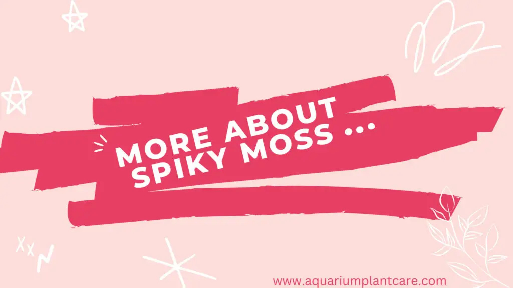 More About Spiky Moss