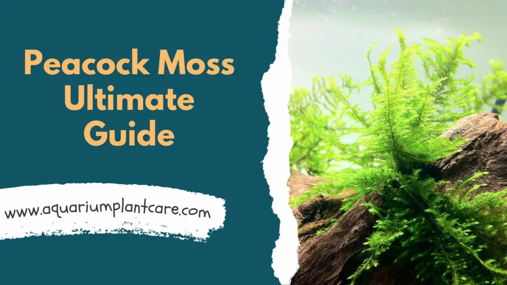 Peacock Moss Ultimate Guide