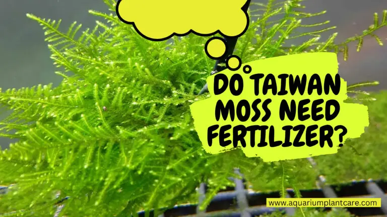 Taiwan Moss Need Fertilizer