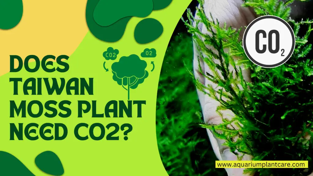 Taiwan Moss plant need CO2