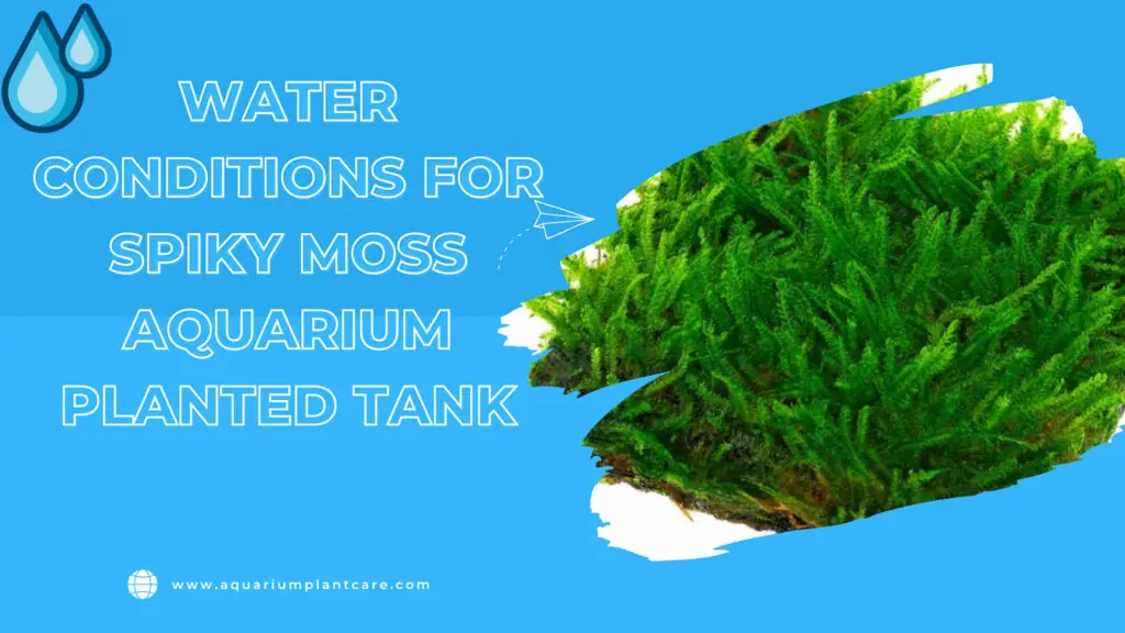 Water Conditions for Spiky Moss