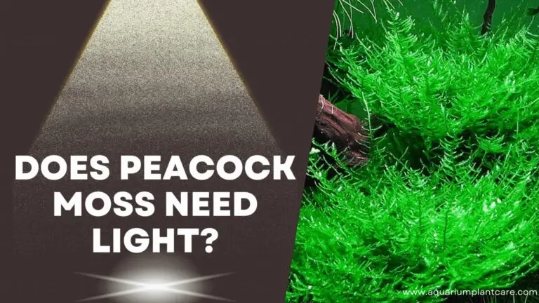 Does Peacock Moss Need Light
