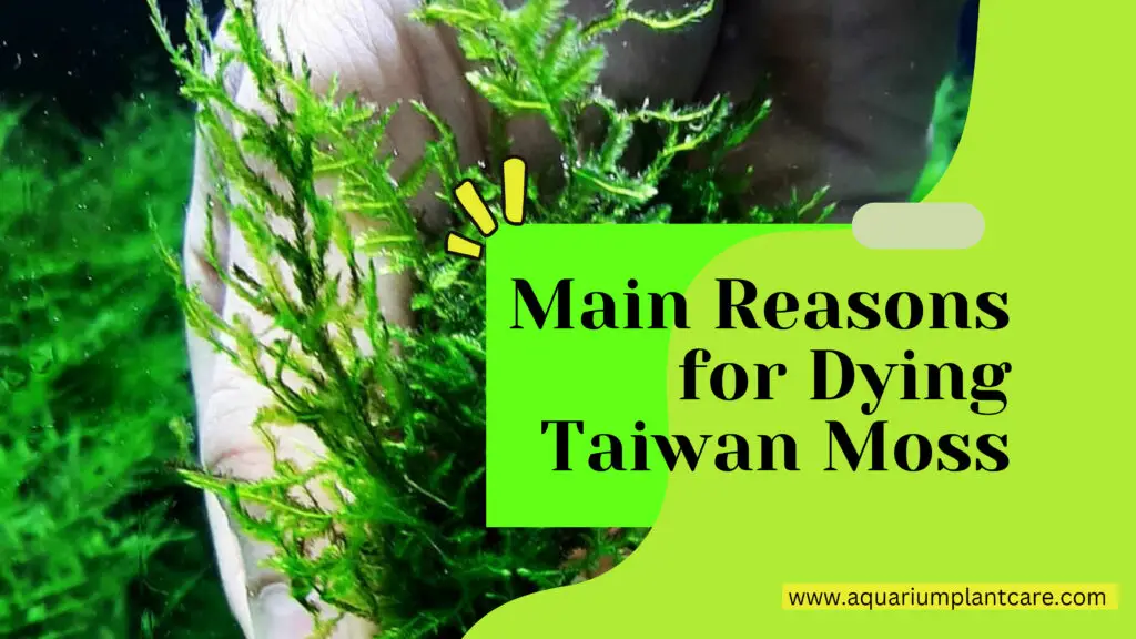 Dying Taiwan Moss