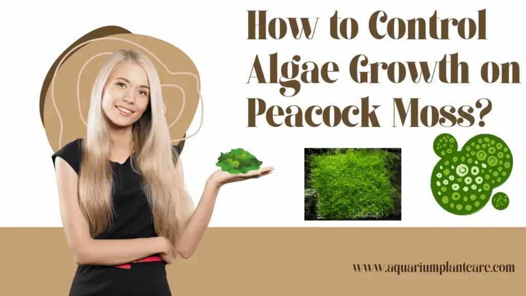How to Control Algae Growth on Peacock Moss?