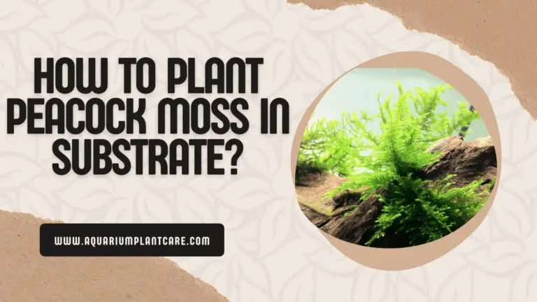 How to Plant Peacock Moss in Substrate