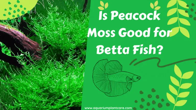Is Peacock Moss Good for Betta Fish
