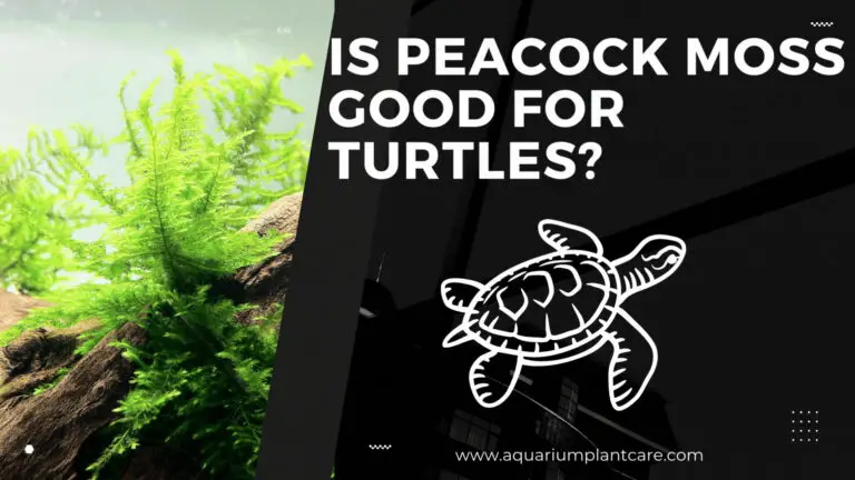Is Peacock Moss Good for Turtles