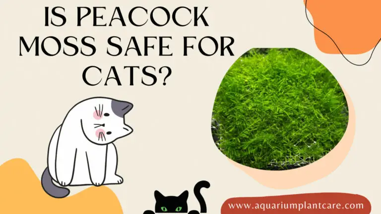 Is Peacock Moss Safe for Cats