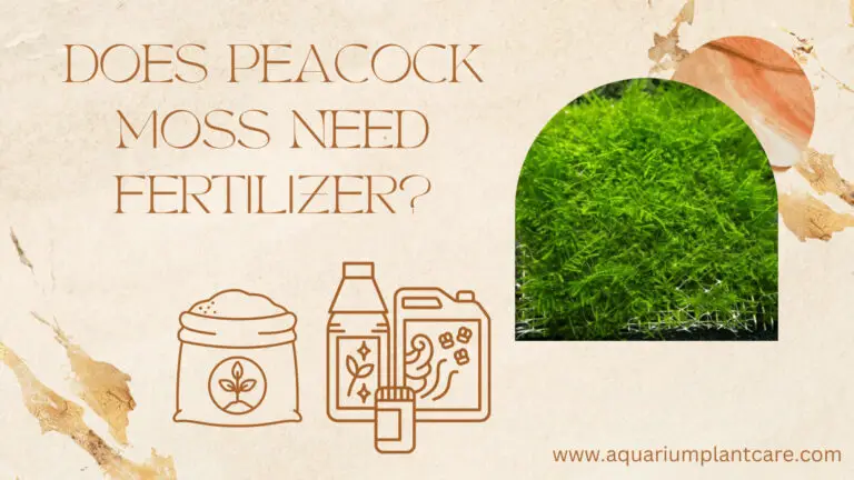 Peacock Moss Need Fertilizer