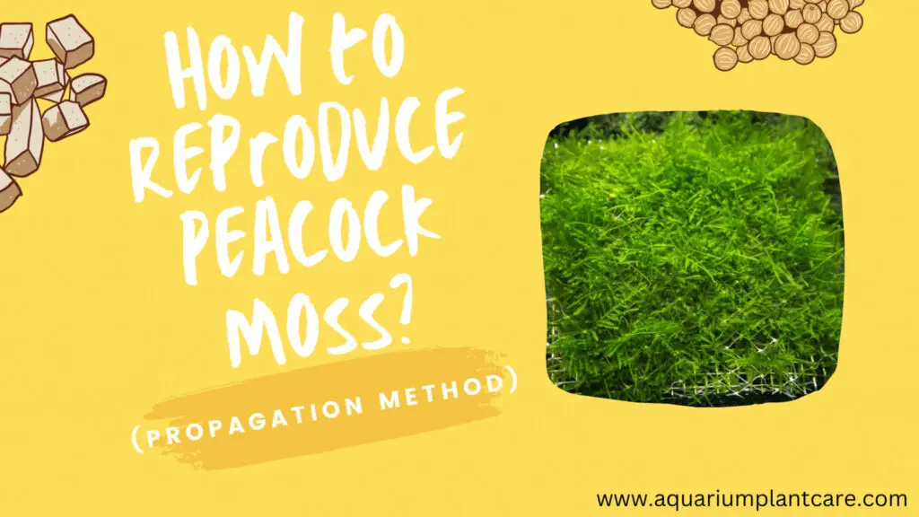 Reproduce Peacock Moss
