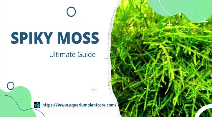 Spiky Moss Ultimate Guide