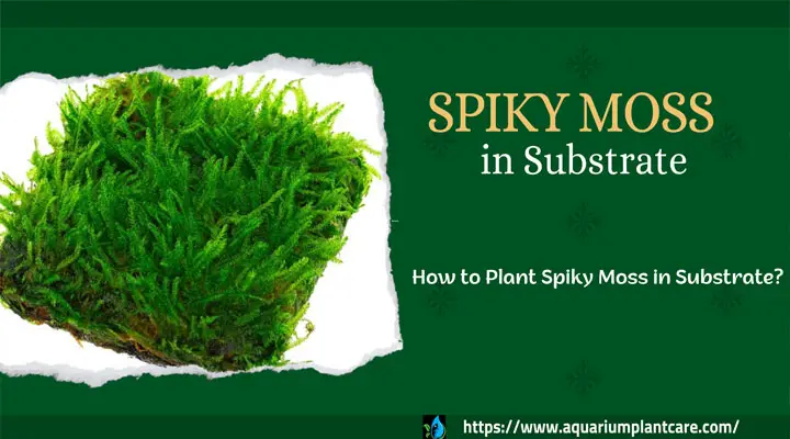 How to Plant Spiky Moss in a Substrate
