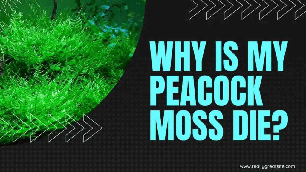 Why is My Peacock Moss Die
