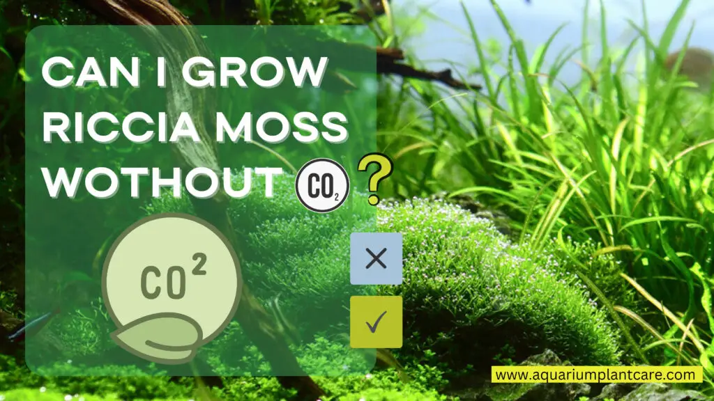 Grow Riccia Moss without CO2