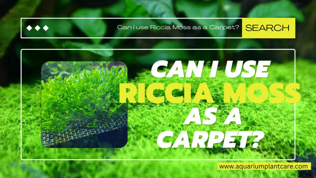 Can I use Riccia Moss as a Carpet