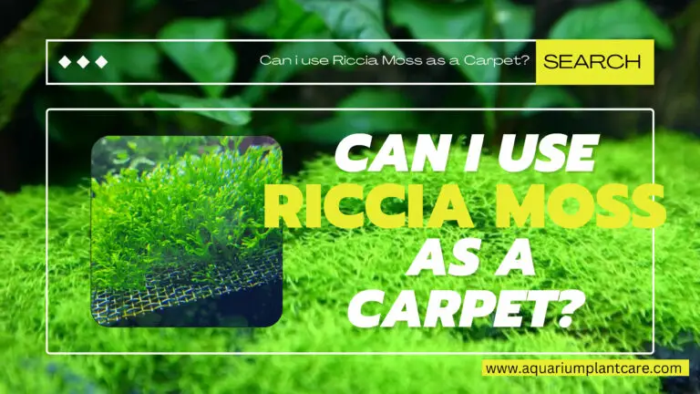 Can I use Riccia Moss as a Carpet