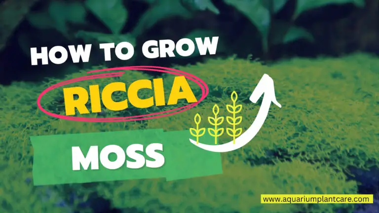 How to Grow Riccia Moss
