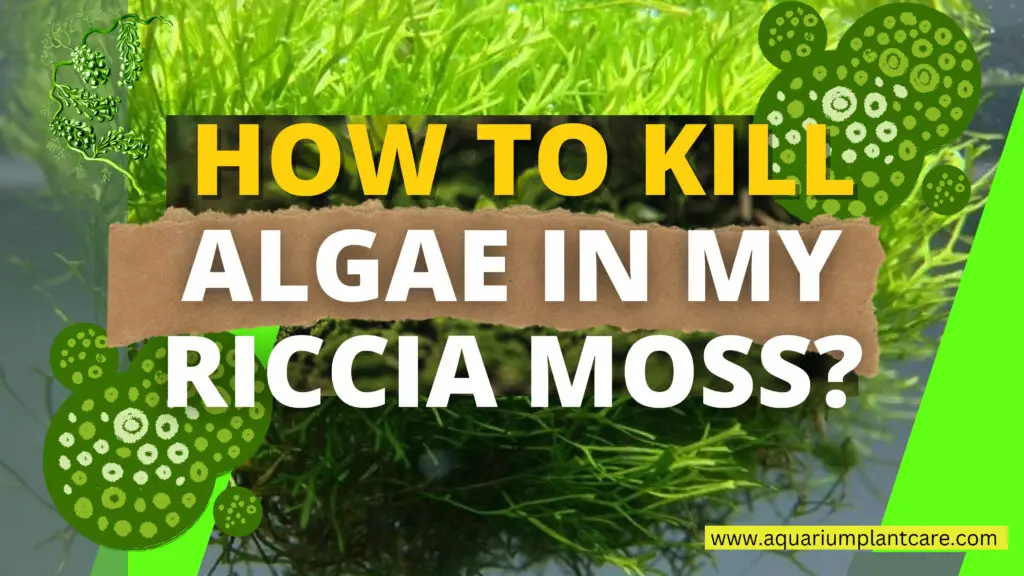 Algae in my Riccia Moss