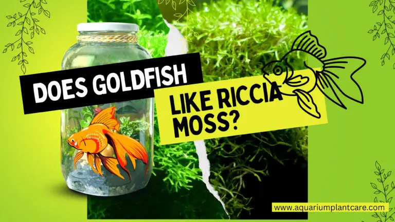 Goldfish like Riccia Moss
