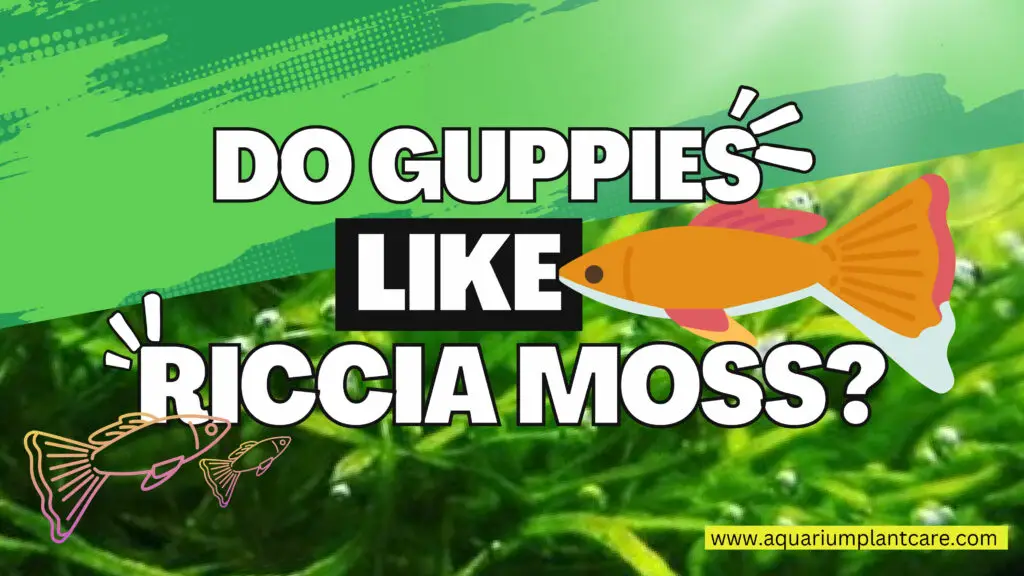 Guppies like Riccia Moss