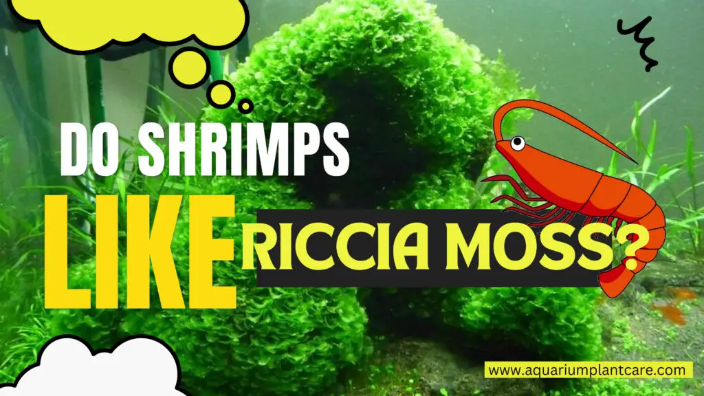 Shrimps like Riccia Moss