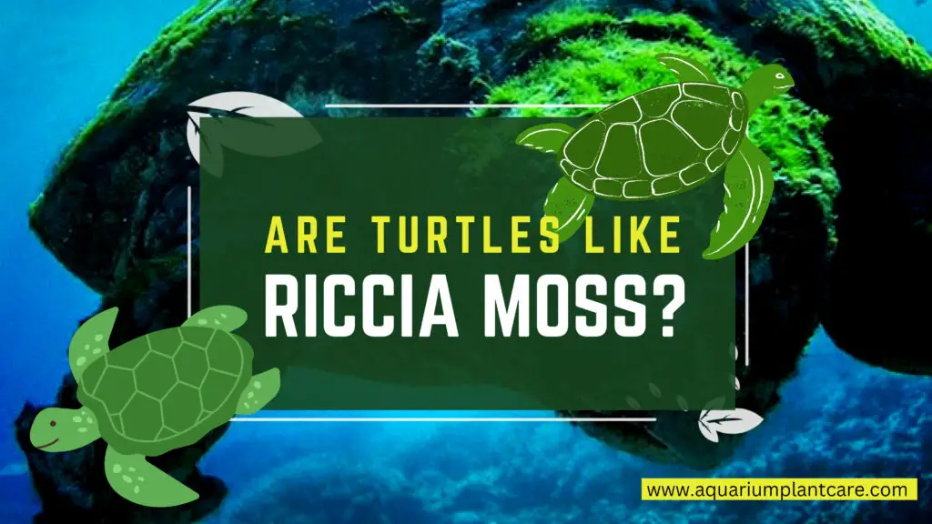 Are Turtles like Riccia Moss?