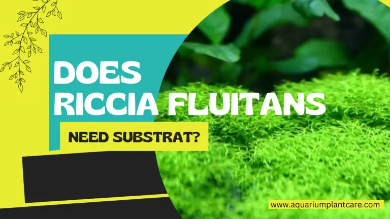 Riccia Fluitans Need Substrate