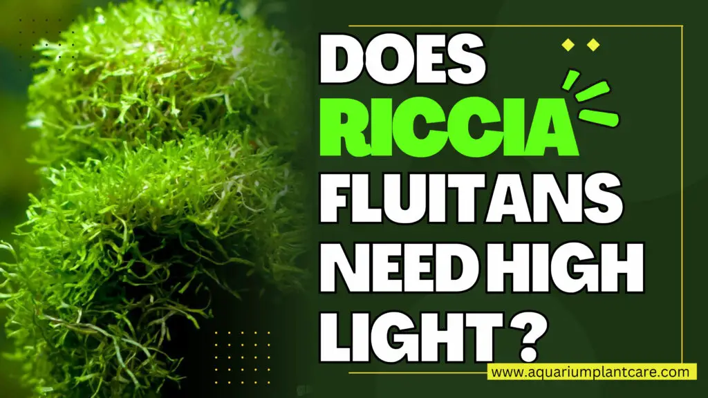 Riccia Fluitans Need High Light