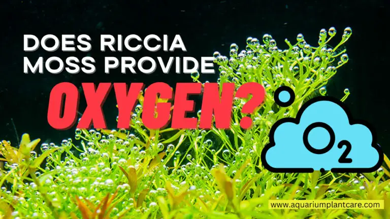 Riccia Moss Provide Oxygen